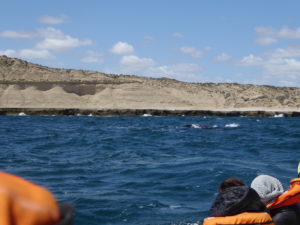 Péninsule Valdes les baleines