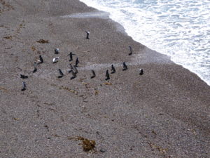 Punta Tombe :  les manchots sur la plage