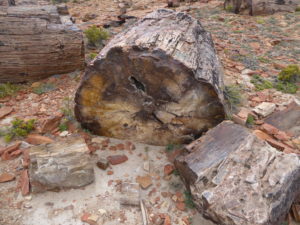 Jamarillo un fossile d'arbre