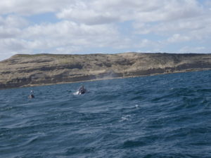 Péninsule Valdes les baleines