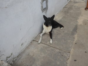 Un chien sur le trottoir