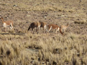les vigognes dans les sommets des Andes