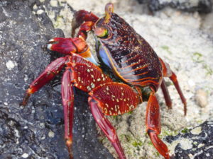 crabe des Galápagos