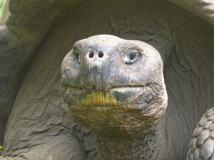 tortues terrestres géantes