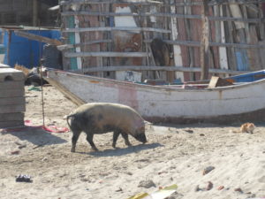 cochon sur la plage