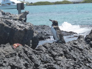pingouin des Galápagos