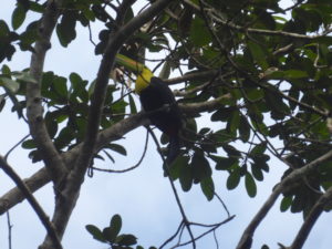 toucan royal