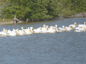 pelicans blancs