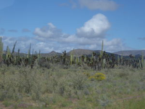 des cactus