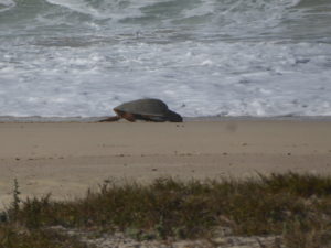 La tortue rejoint la mer