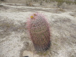Cactus en fleur